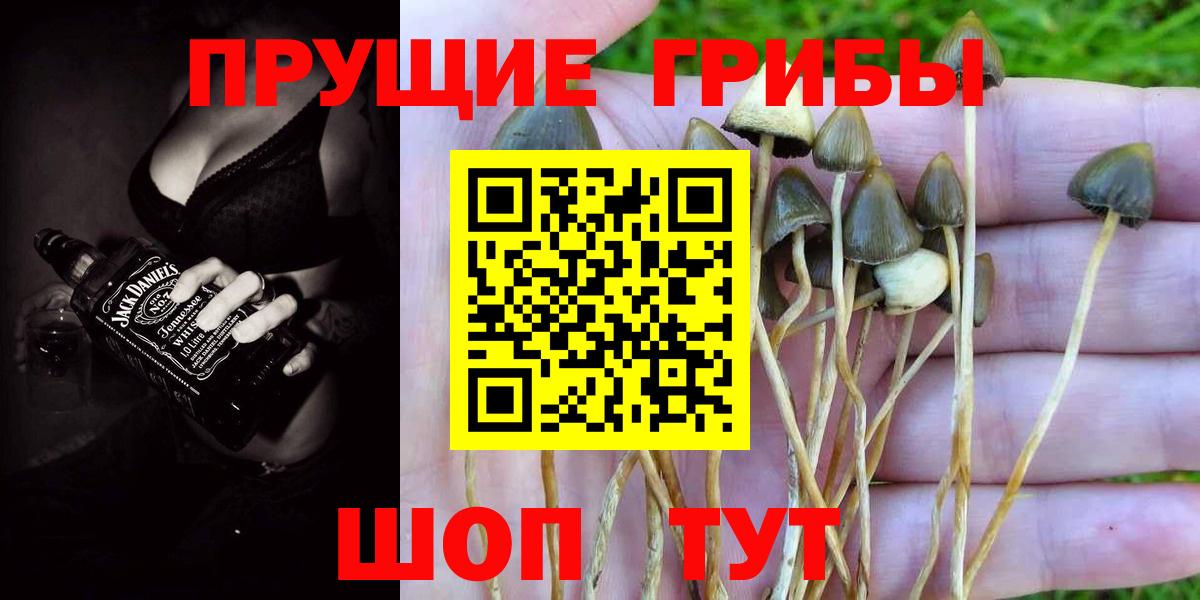 Саки  Псилоцибиновые грибы Psilocybe  Вход с VPN 